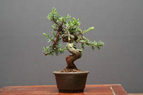 山採り杜松宝 豆盆栽 樹齢25年の一点物盆栽を販売｜盆栽妙 – 盆栽妙 本店
