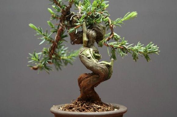 山採り杜松宝 豆盆栽 樹齢25年の一点物盆栽を販売｜盆栽妙 – 盆栽妙 本店