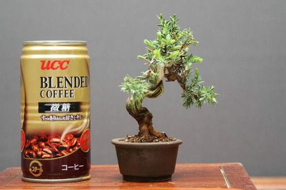 山採り杜松宝 豆盆栽 樹齢25年の一点物盆栽を販売｜盆栽妙 – 盆栽妙 本店