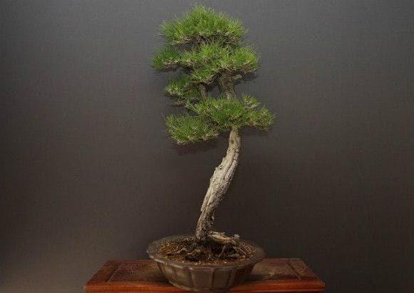 山採り黒松 大品盆栽 樹齢60年の一点物盆栽を販売|盆栽妙 – 盆栽妙 本店 山採り黒松 大品盆栽 樹齢60年の一点物盆栽を販売|盆栽妙 – 盆栽妙 本店