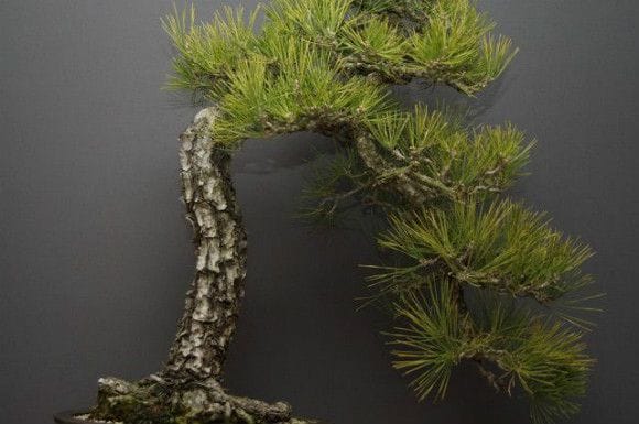 カ*カ様 週末オークション　樹齢実生40年　黒松盆栽！ カ*カ様 週末オークション 樹齢実生40年 黒松盆栽！ カ*カ様