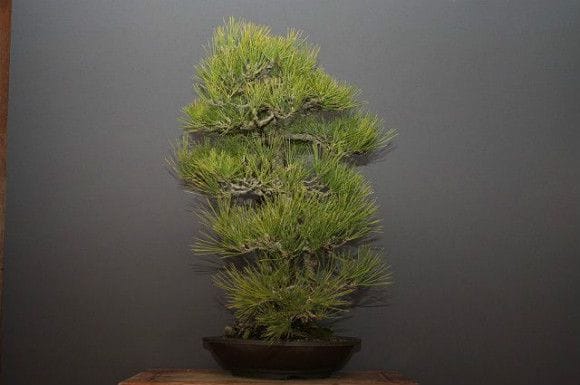 カ*カ様 週末オークション　樹齢実生40年　黒松盆栽！ カ*カ様 週末オークション 樹齢実生40年 黒松盆栽！ - メルカリ