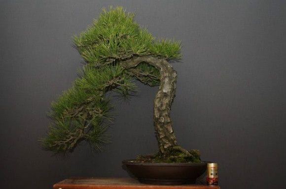 黒松　[模様木]　大品盆栽 太平洋です。 黒松 [模様木] 大品盆栽 太平洋です。 黒松 [模様木] 大品盆栽