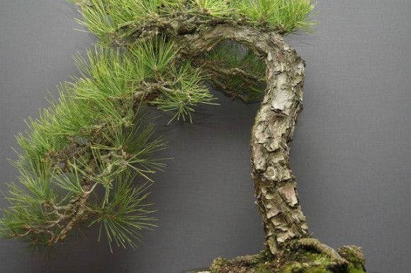 カ*カ様 週末オークション　樹齢実生40年　黒松盆栽！ カ*カ様 週末オークション 樹齢実生40年 黒松盆栽！ - メルカリ