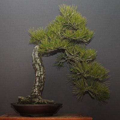 【一点物 匠の盆栽】黒松 大品盆栽 樹齢40年