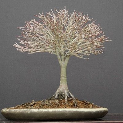 【一点物 匠の盆栽】清姫もみじ貴風盆栽 樹齢25年