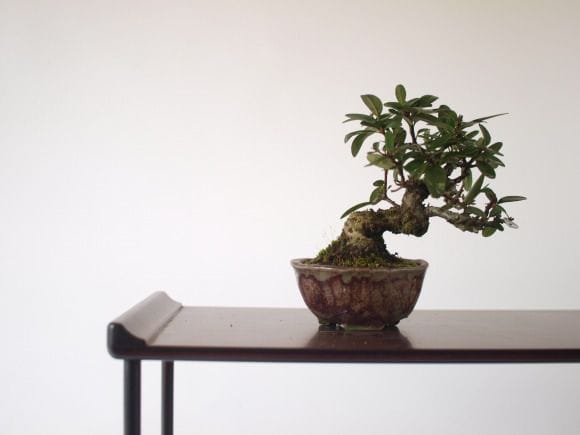 ピラカンサ 1点もの No.132の盆栽を販売｜教材は盆栽妙 – 盆栽妙 本店