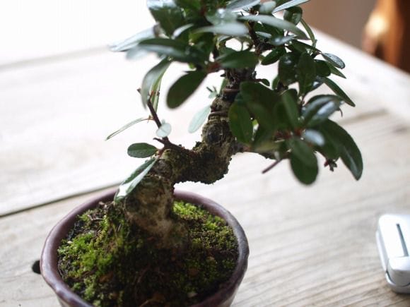 ピラカンサ 1点もの No.132の盆栽を販売｜教材は盆栽妙 – 盆栽妙