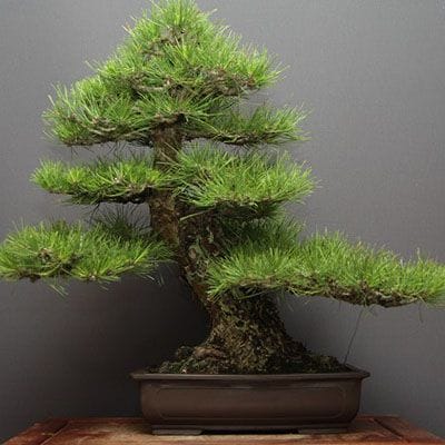 【一点物 匠の盆栽】山採り黒松 大品盆栽 樹齢60年