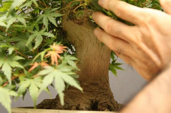 山もみじ貴風盆栽 樹齢40年の一点物盆栽を販売｜盆栽妙 – 盆栽妙 本店