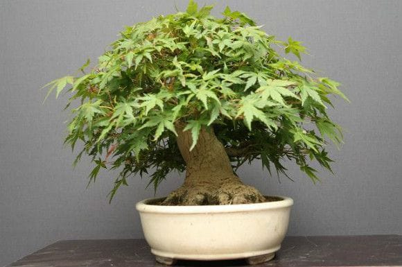 山もみじ貴風盆栽 樹齢40年の一点物盆栽を販売｜盆栽妙 – 盆栽妙