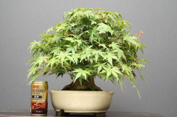 山もみじ貴風盆栽 樹齢40年の一点物盆栽を販売｜盆栽妙 – 盆栽妙