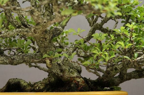 長寿梅 小品盆栽 樹齢40年の一点物盆栽を販売｜盆栽妙 – 盆栽妙 本店