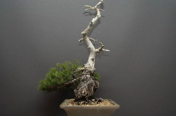 逸品　黒松　山採り　黒松　古木　荒れ皮　樹高54cm 逸品 黒松 山採り 黒松 古木 荒れ皮 樹高54cm （株）一樹園 山採り黒松