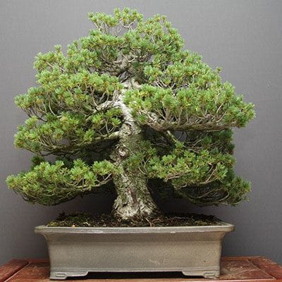 【一点物 匠の盆栽】瑞祥五葉松 大品盆栽 樹齢40年