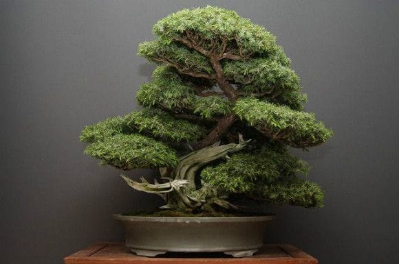 【一点物 匠の盆栽】山採り杜松 大品盆栽 樹齢80年