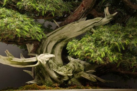 【一点物 匠の盆栽】山採り杜松 大品盆栽 樹齢80年