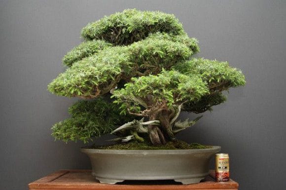 【一点物 匠の盆栽】山採り杜松 大品盆栽 樹齢80年
