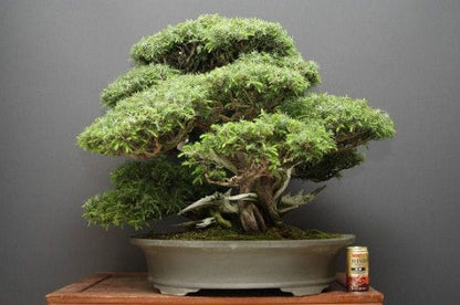 【一点物 匠の盆栽】山採り杜松 大品盆栽 樹齢80年
