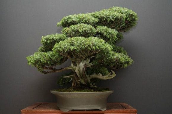 伊豆盆栽＞富士桜古樹”山採り”小品盆栽“時代を感じる樹高16.5cm