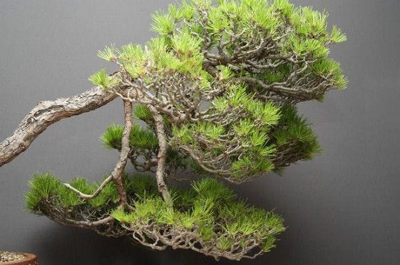 【一点物 匠の盆栽】赤松 大品盆栽 樹齢50年