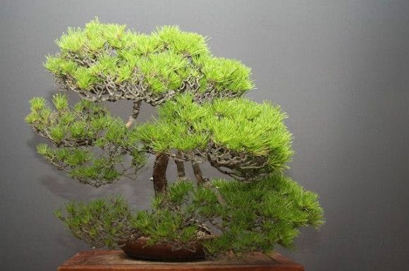 【一点物 匠の盆栽】赤松 大品盆栽 樹齢50年