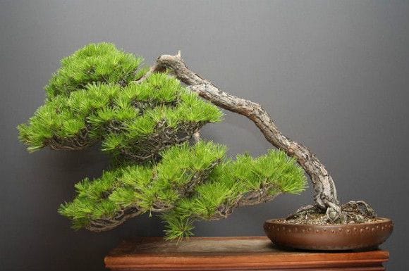 【一点物 匠の盆栽】赤松 大品盆栽 樹齢50年