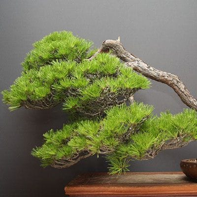【一点物 匠の盆栽】赤松 大品盆栽 樹齢50年