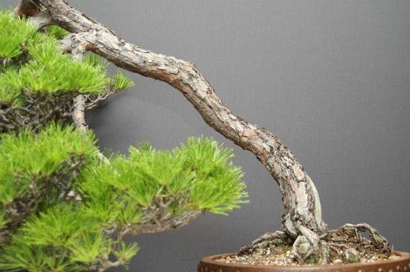 【一点物 匠の盆栽】赤松 大品盆栽 樹齢50年
