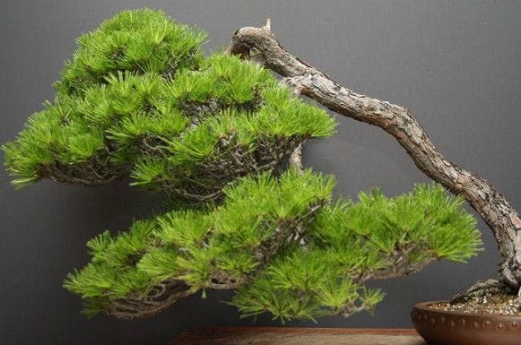 【一点物 匠の盆栽】赤松 大品盆栽 樹齢50年