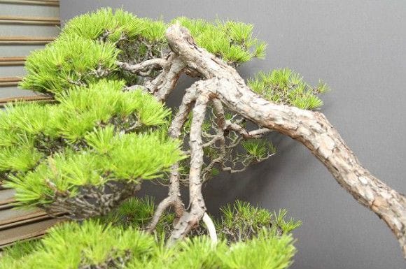 【一点物 匠の盆栽】赤松 大品盆栽 樹齢50年