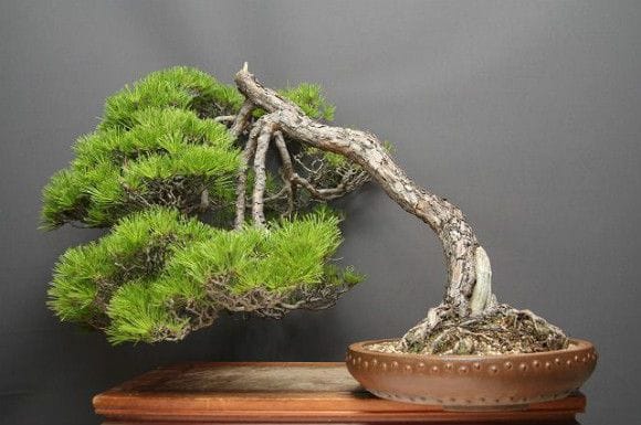 【一点物 匠の盆栽】赤松 大品盆栽 樹齢50年