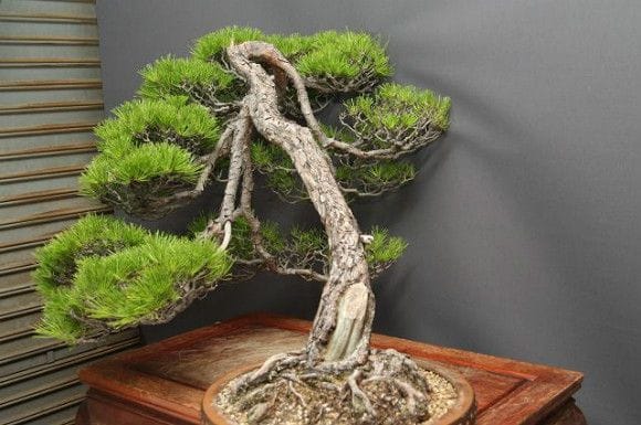 【一点物 匠の盆栽】赤松 大品盆栽 樹齢50年