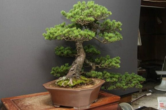 瑞祥五葉松 大品盆栽 樹齢40年の一点物盆栽を販売｜盆栽妙