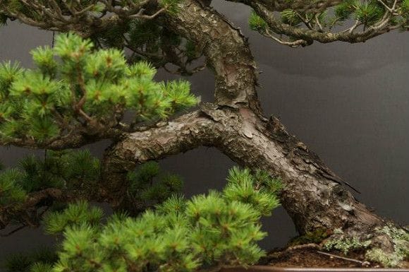 瑞祥五葉松 大品盆栽 樹齢40年の一点物盆栽を販売｜盆栽妙