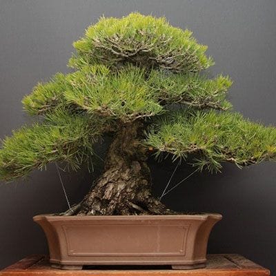 【一点物 匠の盆栽】黒松 大品盆栽 樹齢70年