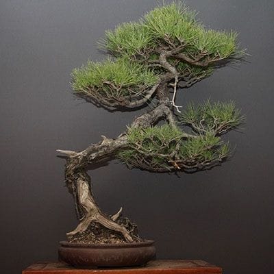 【一点物 匠の盆栽】山採り赤松 大品盆栽 樹齢100年