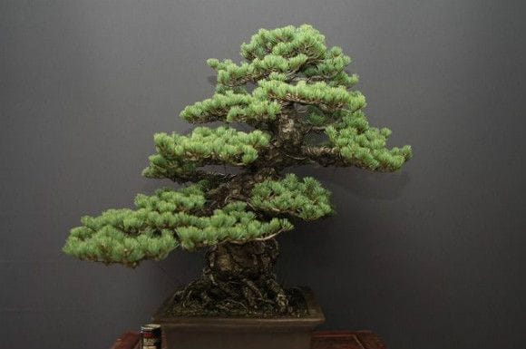 【一点物 匠の盆栽】宮島五葉松 大品盆栽 樹齢70年