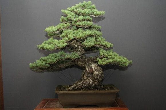【一点物 匠の盆栽】宮島五葉松 大品盆栽 樹齢70年