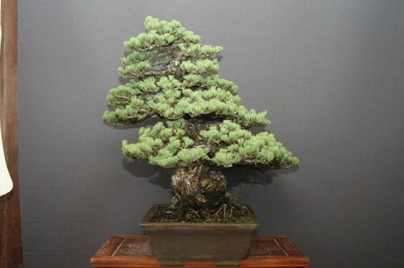 【五葉松】 樹高 70cm 五葉松 樹高18cm 重厚感のある太幹模様木