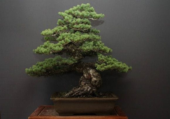 【一点物 匠の盆栽】宮島五葉松 大品盆栽 樹齢70年