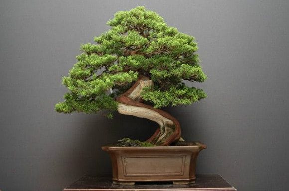 【一点物 匠の盆栽】山採り真柏 中品盆栽 樹齢25年