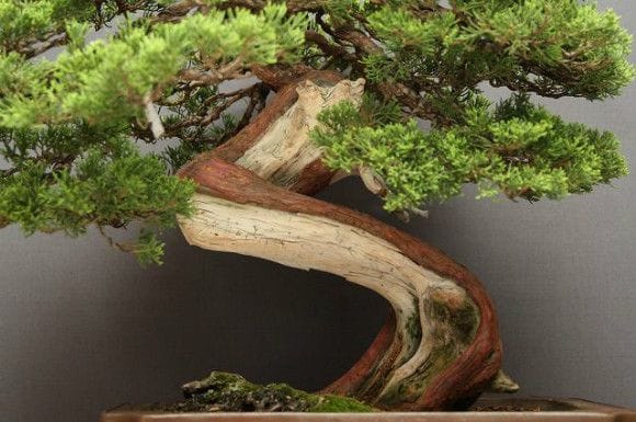 【一点物 匠の盆栽】山採り真柏 中品盆栽 樹齢25年