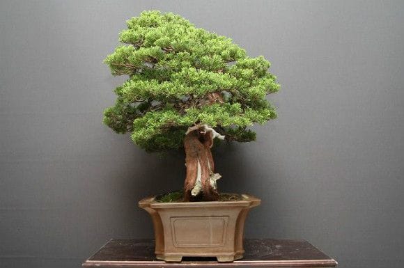 【一点物 匠の盆栽】山採り真柏 中品盆栽 樹齢25年