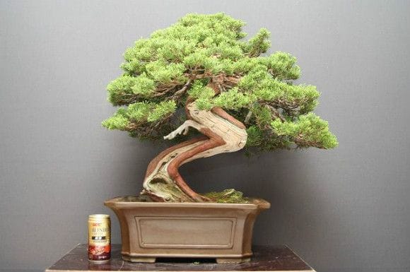 【一点物 匠の盆栽】山採り真柏 中品盆栽 樹齢25年