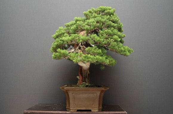 【一点物 匠の盆栽】山採り真柏 中品盆栽 樹齢25年