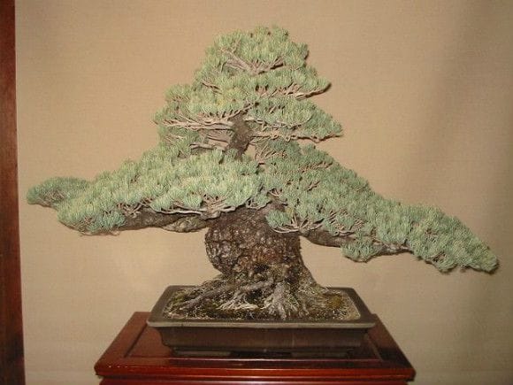 【一点物 匠の盆栽】五葉松 大品盆栽 樹齢70年