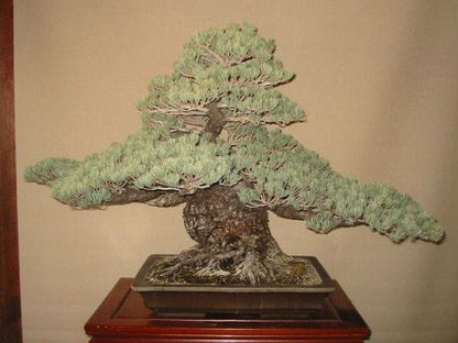 【一点物 匠の盆栽】五葉松 大品盆栽 樹齢70年