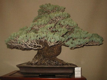 【一点物 匠の盆栽】五葉松 大品盆栽 樹齢70年