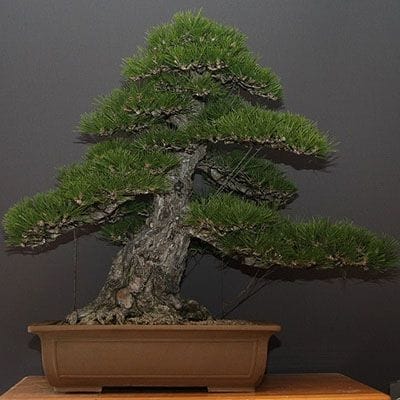 【一点物 匠の盆栽】山採り黒松 大品盆栽 樹齢100年